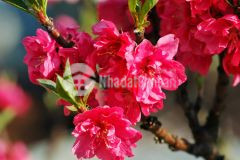 Cần bán nhà 2 mặt phố 44m2 5 tầng 13 tỷ hoàng hoa thám