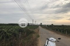 Hơn 5 sào phủ hồng toàn bộ tân xuân 3 mặt đường 8,5 tỷ