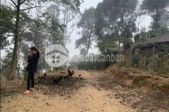 Đất đẹp giá rẻ đón sóng quy hoạch ngay tại tả phìn sa pa