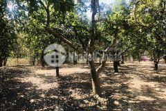 Cần bán nhanh lô 20x50 giá 770tr sổ riêng xe ô tô tới vườn
