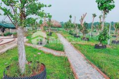 Đất vườn nghỉ dưỡng ngay trung tâm trấn củ chi