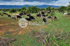 Đất trang trại ven biển nova bình thuận giá mùa dịch, diện tích 19999m2. lh hoặc add zalo