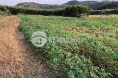 4,3 sào 125m mặt tiền tân phúc hàm tân 1,6 tỷ