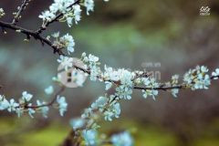 Bán đất nền mộc châu, lô đất 2 mặt tiền tại ttnn mộc châu