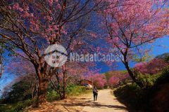 Bán đất mộc châu phù hợp làm homestay