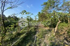 Đất mặt tiền và 3 công sầu riêng nối liền giá rẻ tại tiền giang