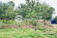 Full thổ cư cao phong, hòa bình 1153m2, giá 1,150 tỷ