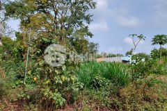 D42 bán nhanh lô đất dài hẻm cấp 2 làng thái xã hòa phú