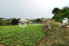Bđs hoàng thịnh đà lạt bán 2800 m2 đất đường cao thắng thích hợp phân lô đầu tư sinh lời
