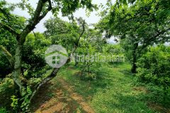 Mảnh đất vườn lâu năm tại mộc châu giấy tờ pháp lý rõ ràng