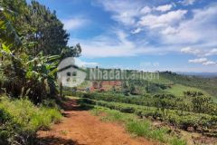 Còn duy nhất 2 lô bán chốt sổ, 300m2 thổ cư tặng 700m2 vườn cây ăn trái