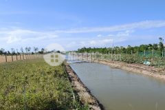 Cần bán đất tại ấp bà canh, xã tân thành, gò công đông, tiền giang