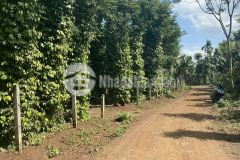 D85vpt bán đất sào 2 mặt tiền eakao giáp eatieu quy hoạch ont thích hợp để phân lô