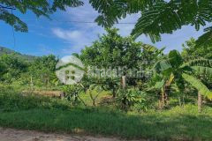 Bán đất có sẵn vườn bưởi khánh phú khánh vĩnh 580tr