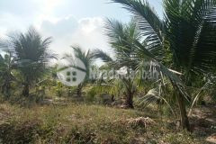 Chính chủ bán gấp vườn cây ăn trái 5600m2 gần kdl núi bà đen tp tây ninh