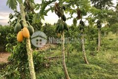 Bán 10 công đất mặt tiền rạch xẻo lá, phú thứ, cái răng, cần thơ