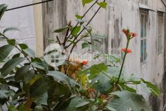 Đường hoàng mai nhà đẹp giá rẻ 4 ngủ, 1.85 tỷ ở ngay.....