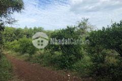 Bán nhanh 5096m2 đất thị trấn đất đỏ brvt, shr, 7.5 tỷ. lh0337971396