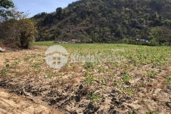 4,3 mẫu sát nhựa liên xã 1.6 tỷ mẫu tân phúc hàm tân