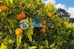 Bán vườn trái cây xã xuân thọ tp. đà lạt.