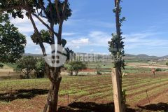 Bán đất 7x25, khu dân cư hiện hữu tại đạ ròn, đơn dương giá chỉ 730tr