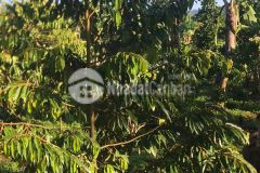 Cần bán 1.5 hecta đất nông nghiệp tại bảo lộc chỉ 900tr1000m2