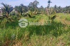 Bán đất ấp tân phước, tân thanh, giồng trôm, bến tre, bấn gấp trả nợ