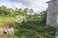 Bán lô hoa hậu hoà nghĩa,dương kinh