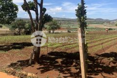 Bán đất đạ ròn 730 triệu 7x25m diện tích 175m2 tại suối thông b đạ ròn thạnh mỹ đơn dương