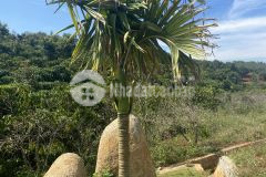 Cần ra đi lo đất chưa qua đầu tư