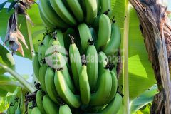 Bán đất mặt đường tỉnh lộ 2 diên thọ, diên khánh giá đầu tư