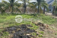 Cần bán gấp đất chuyên trồng lúa tỉnh long an