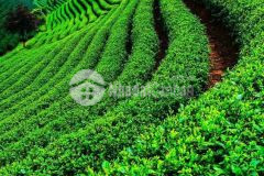 Đất mộc châu gần 1000m2 đường lớn chạy trước mặt giá rẻ,hợp lí đón sóng cao tốc