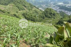 8.4ha đất mộc châu có sẵn rất nhiều gốc mận, giá đẹp cho các nhà đầu tư