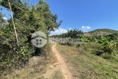 Bán nhanh đất ở nông thôn 12.000m2 đất trồng cây lâu năm thị xã ninh hoà.