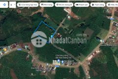 Bán 8000m2 thổ cư chính chủ đã ra sẵn 8 sổ, vườn cây ăn trái đang thu hoạch