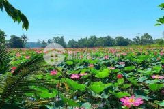 Điện tiến 2 lô liền kề hồ sen. 169m25x34. đường ôtô.