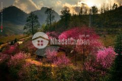 Y tý sapa 2 địa điểm săn mây hot nhất miền bắc. đầu tư ngay để thu lời khủng