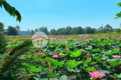 2 lô hồ sen 340m2 kdl bồ bồ điện tiến từ 345tr sẵn sổ, sở hữu ngay