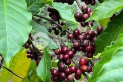 Cư mgar đăk lăk 1000m2 chỉ 268tr, giá rẻ bất ngờ, vị trí quá đẹp