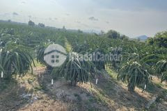 Hẻm lý thái tổ 2,5 sào 2,4 tỷ tân tiến lagi