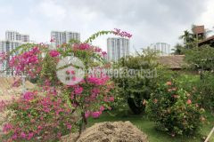 Bán biệt thự vườn quận 9, thanhj mỹ lơij, 708m2, ngang 11m. giá 33 tỷ