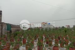 Bán đất văn giang hưng yên, diện tích 200m2, mặt tiền 10m, giá 25 triệum2.