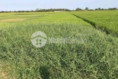 Bán đất ngay hồ nước tân xuân, ba tri, bến tre