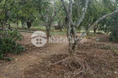 Bản vặt, mường sang, mộc châu s 6200m2, có bìa 50 năm