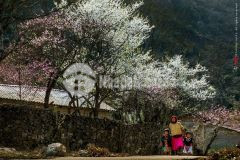 Đất nền sapa cách trung tâm 8km đón đầu bến xe