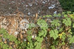 Bán đất đường cây keo,tam phú, dt 65m2, giá 4.5 tỷ