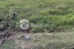 Cần bán nhanh miếng đất vườn 1502m2 ở củ chi chưa qua đầu tư