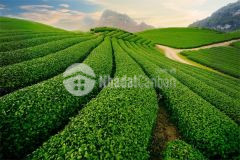 Bán đất mộc châu tại thị trấn nông trường view đồi chè