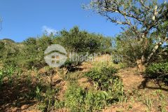 Gần 1000m2 đất chiềng sơn mộc châu giá hợp lí để đầu tư